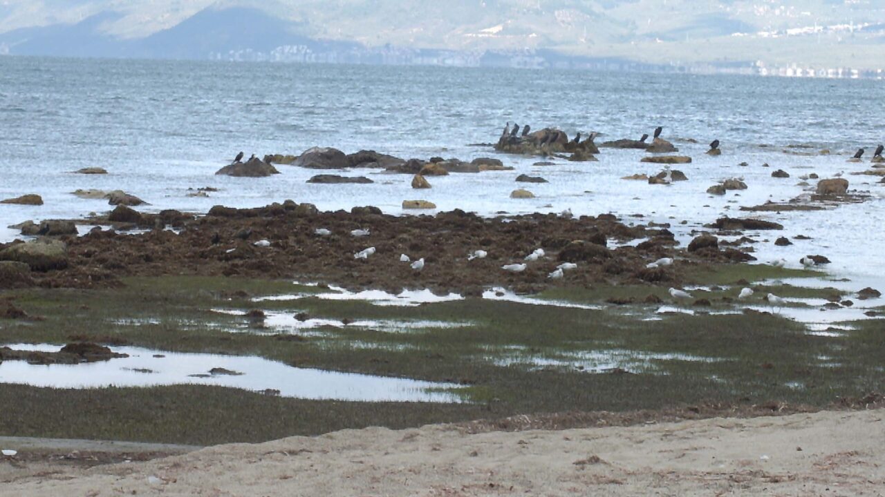 Burhaniye 'de deniz çekildi, 2 bin 500 yıllık antik liman ortaya çıktı