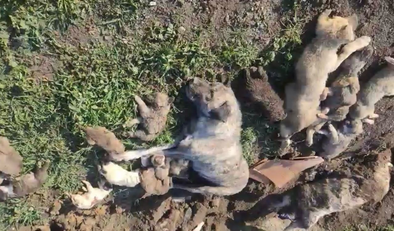 Osmaniye'de, hayvan barınağında 21 köpek ölü bulundu