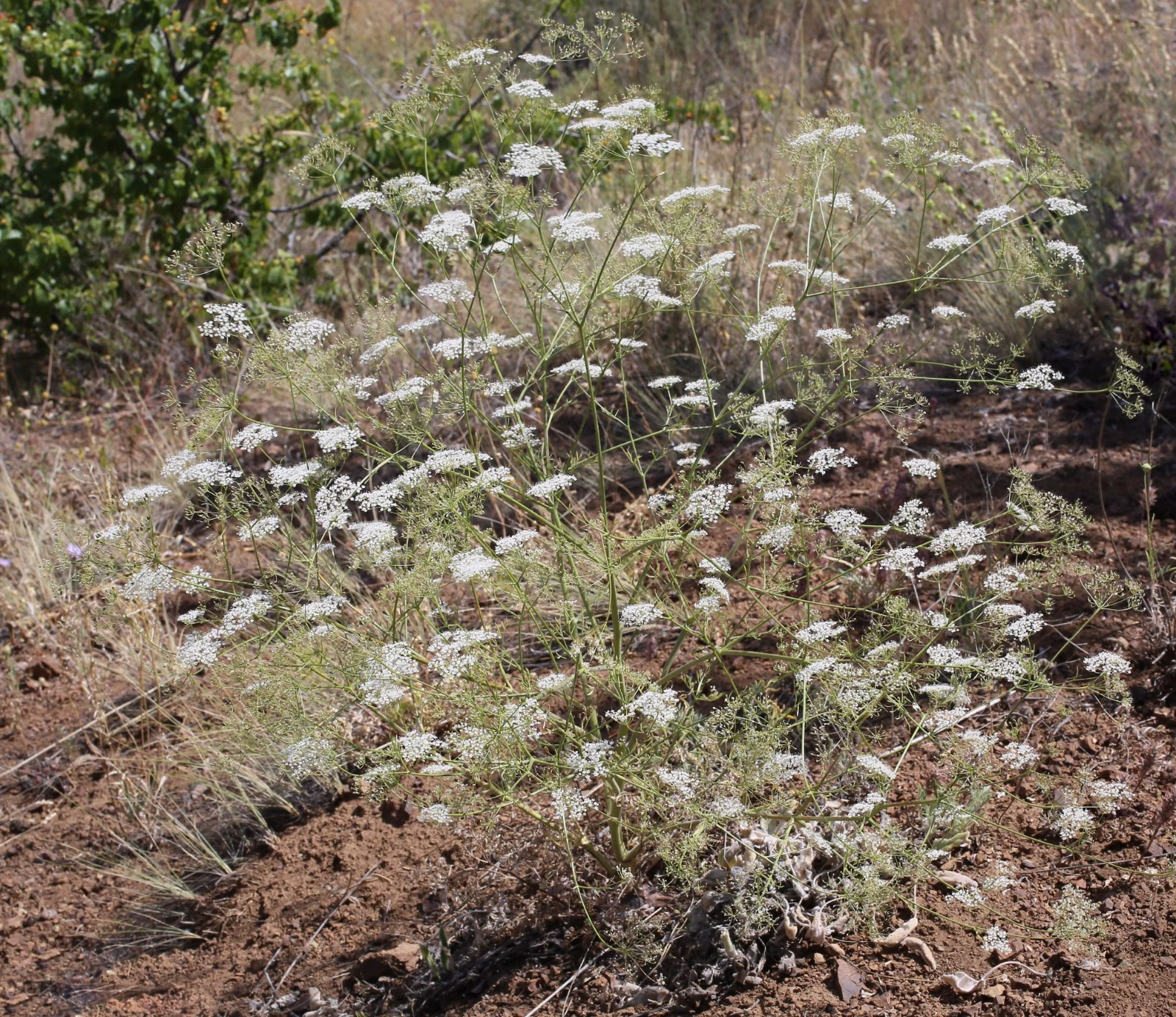 Orta Toroslar’da Yeni Bir Anason Türü Keşfedildi: ‘Pimpinella husnucan-baseri’