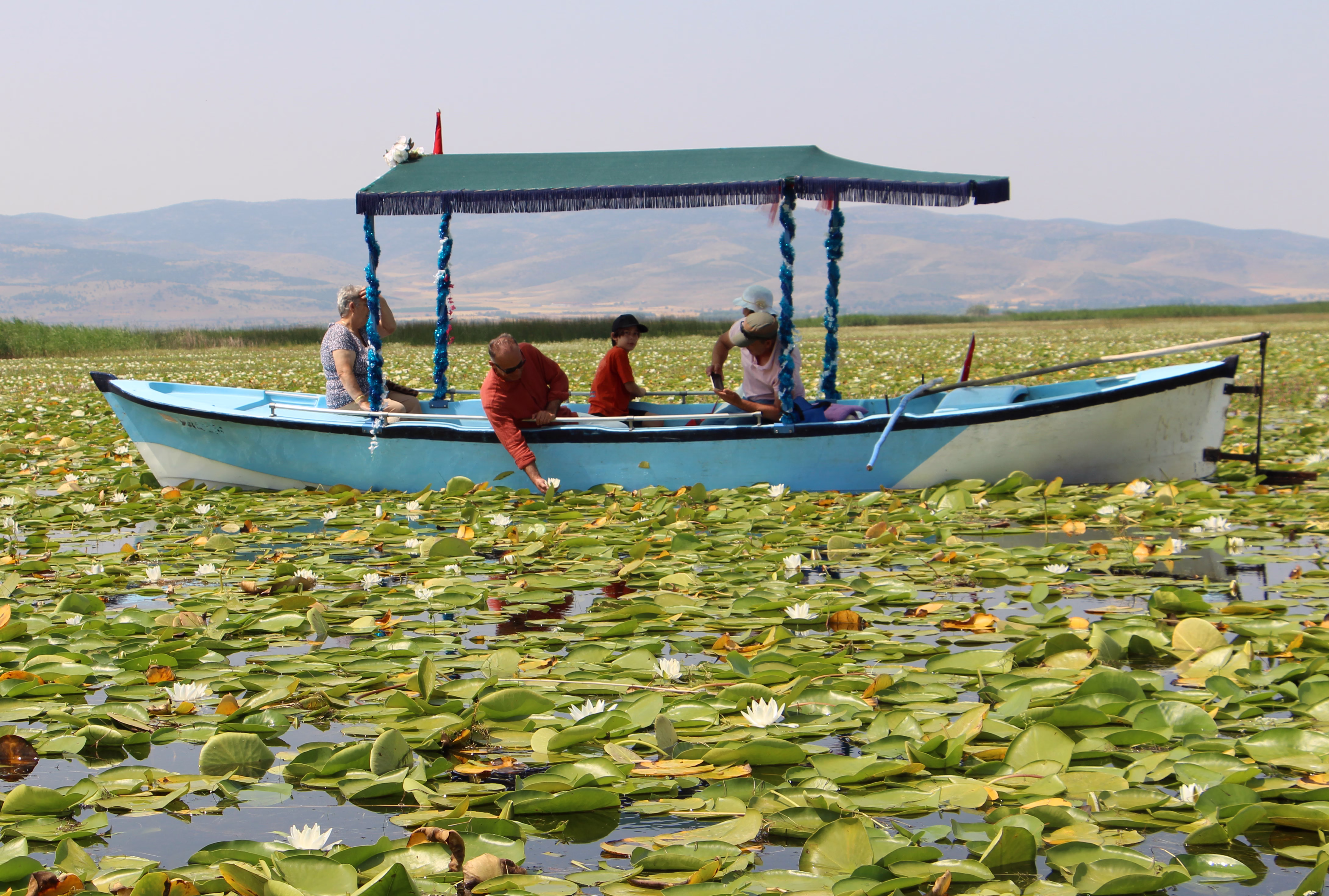 Işıklı Gölü’nde 'nilüfer' turizmi