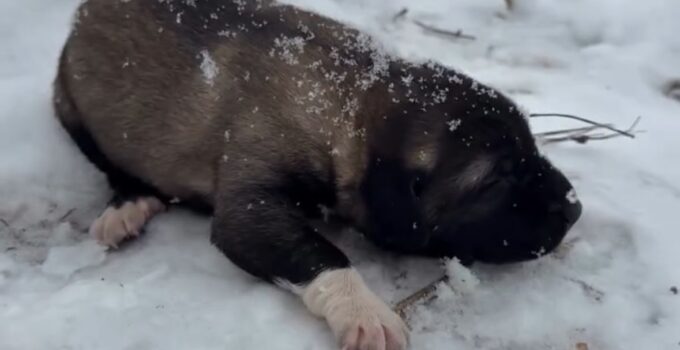 Tunceli’de Hayvana Eziyet: Şüpheli Tutuklandı